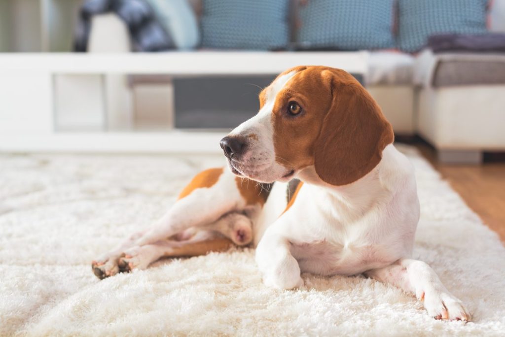 Beagle resting on a fluffy white rug at home